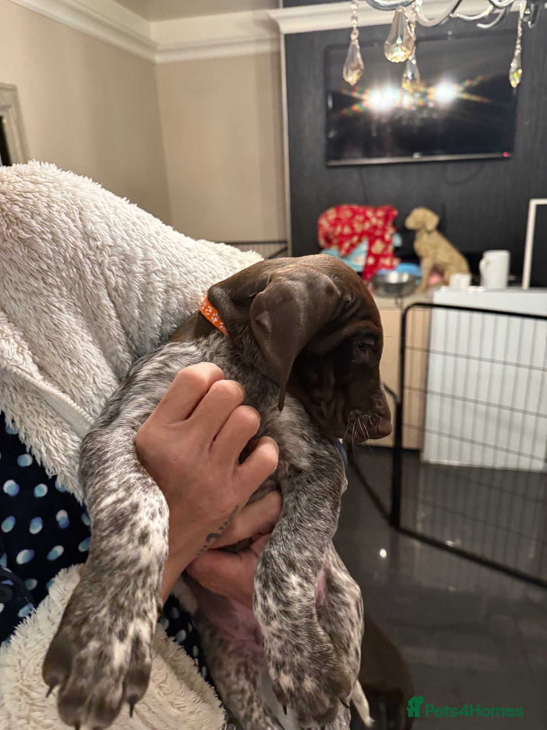 Mixed Breed dogs for sale: Well reared Quality puppies - Advert 18