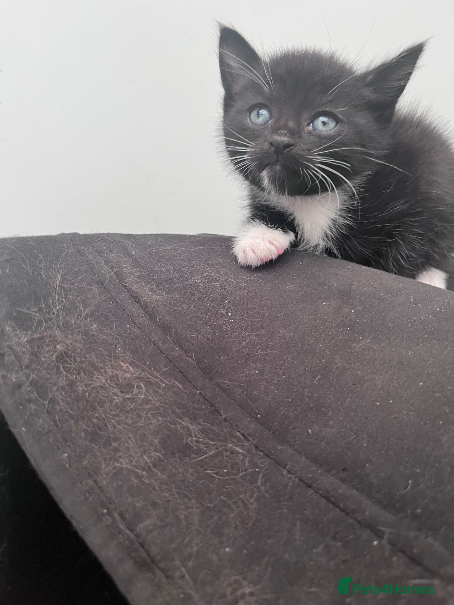 Mixed Breed cats for sale: Beautiful kittens in Southsea - Advert 13