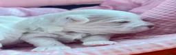 Maltese dogs for sale: 🐾💕 ADORABLE TINY PURE MALTESE - RESERVE NOW!  - Advert 10