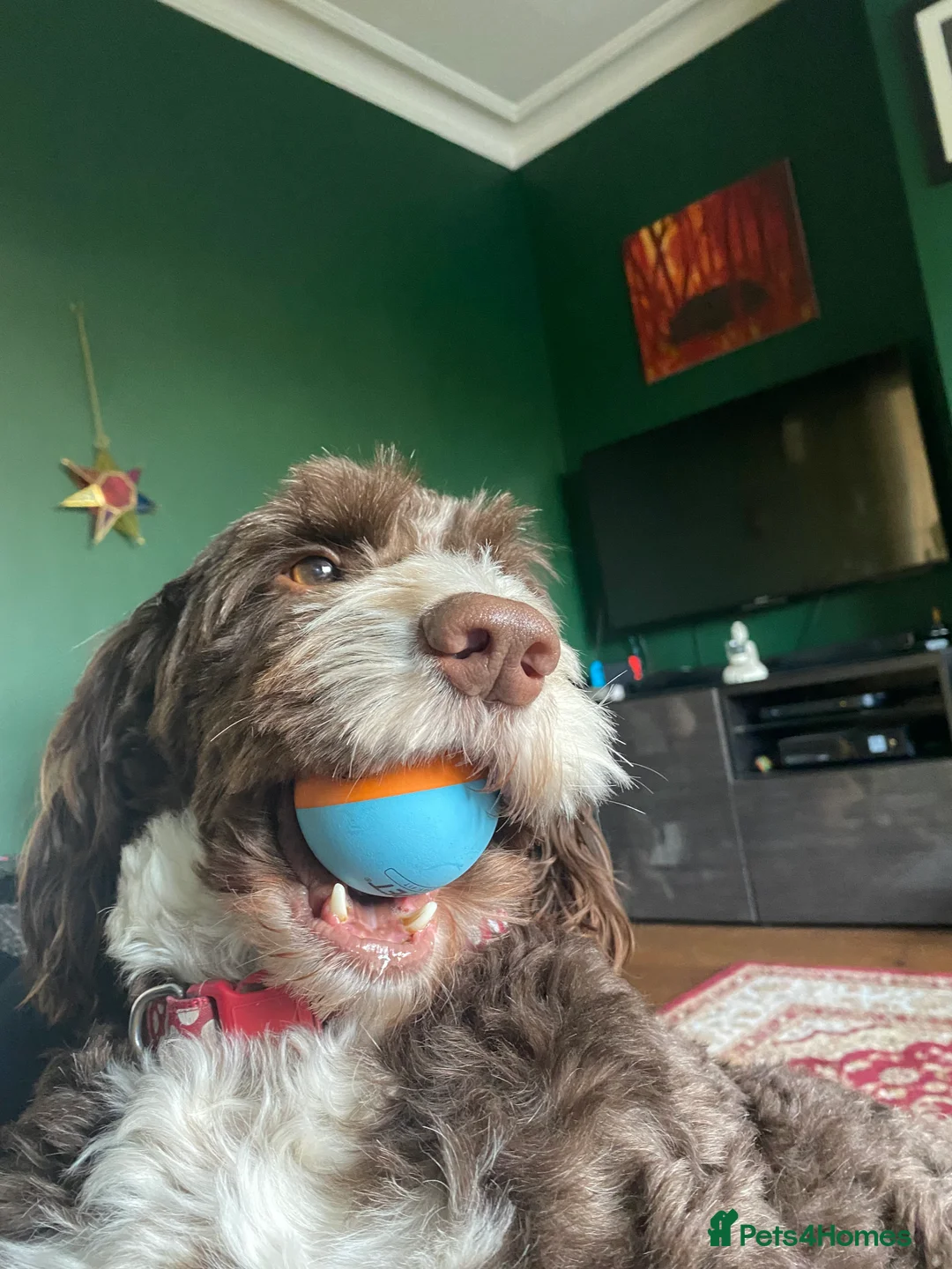 Mixed Breed dogs for stud: Sproodle labdradoodle cross to stud no charge - Advert 8