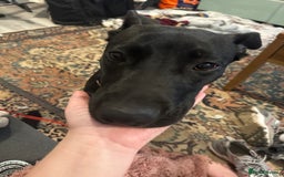 Mixed Breed dogs for sale: Kensi malinois cross Staffordshire bull terrior - Image 4