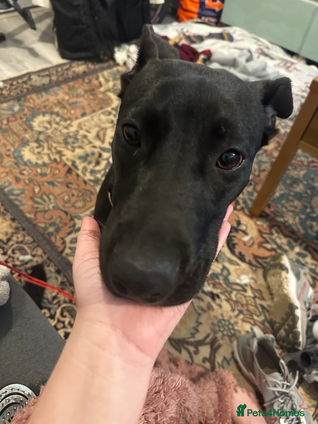 Mixed Breed dogs for sale: Kensi malinois cross Staffordshire bull terrior - Image 4