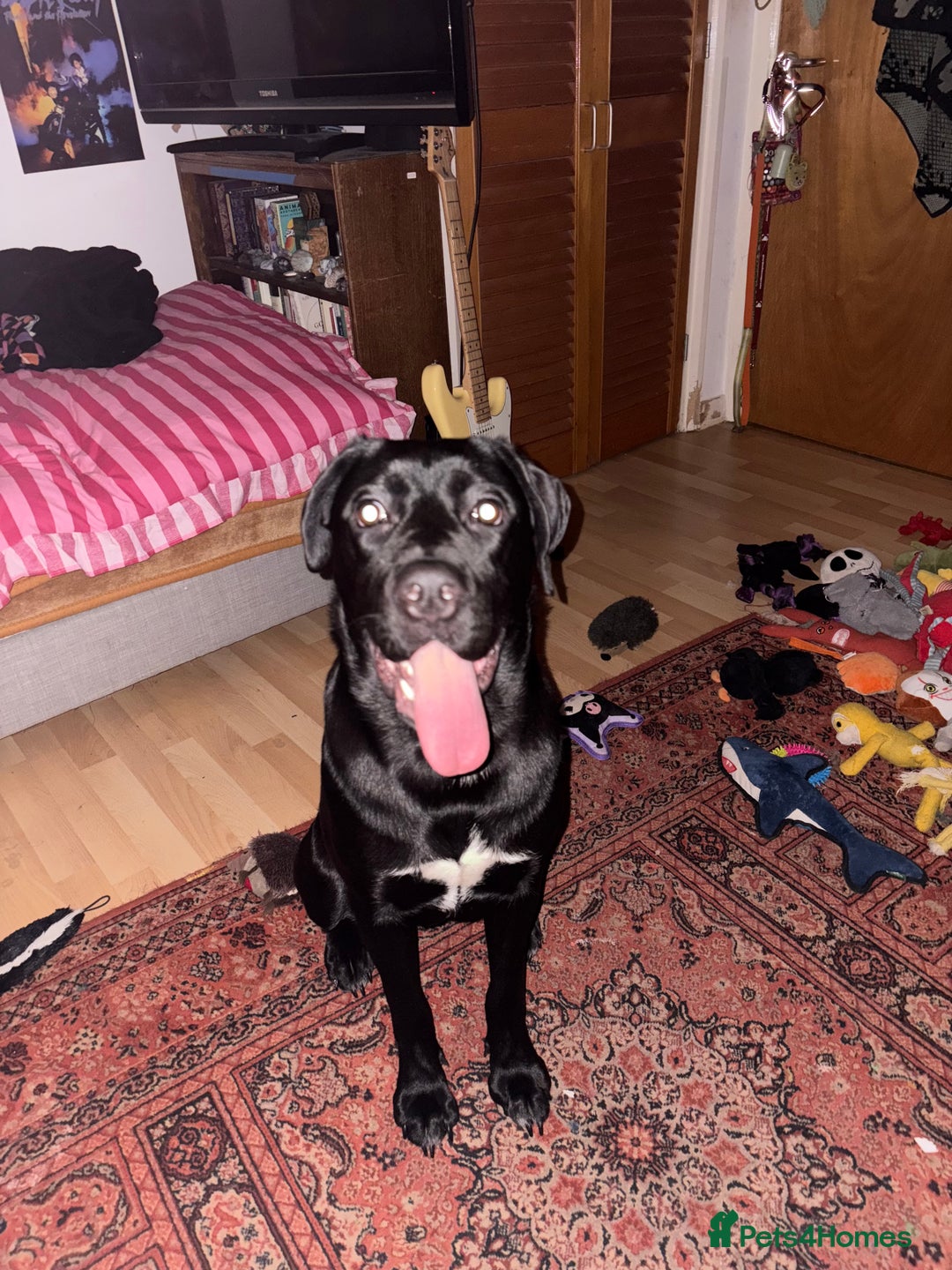 Mixed Breed dogs for sale: For adoption  in Stalybridge - Image 5