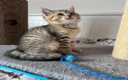 British Shorthair cats for sale: 5 Adorable British Shorthair Kittens - Image 34