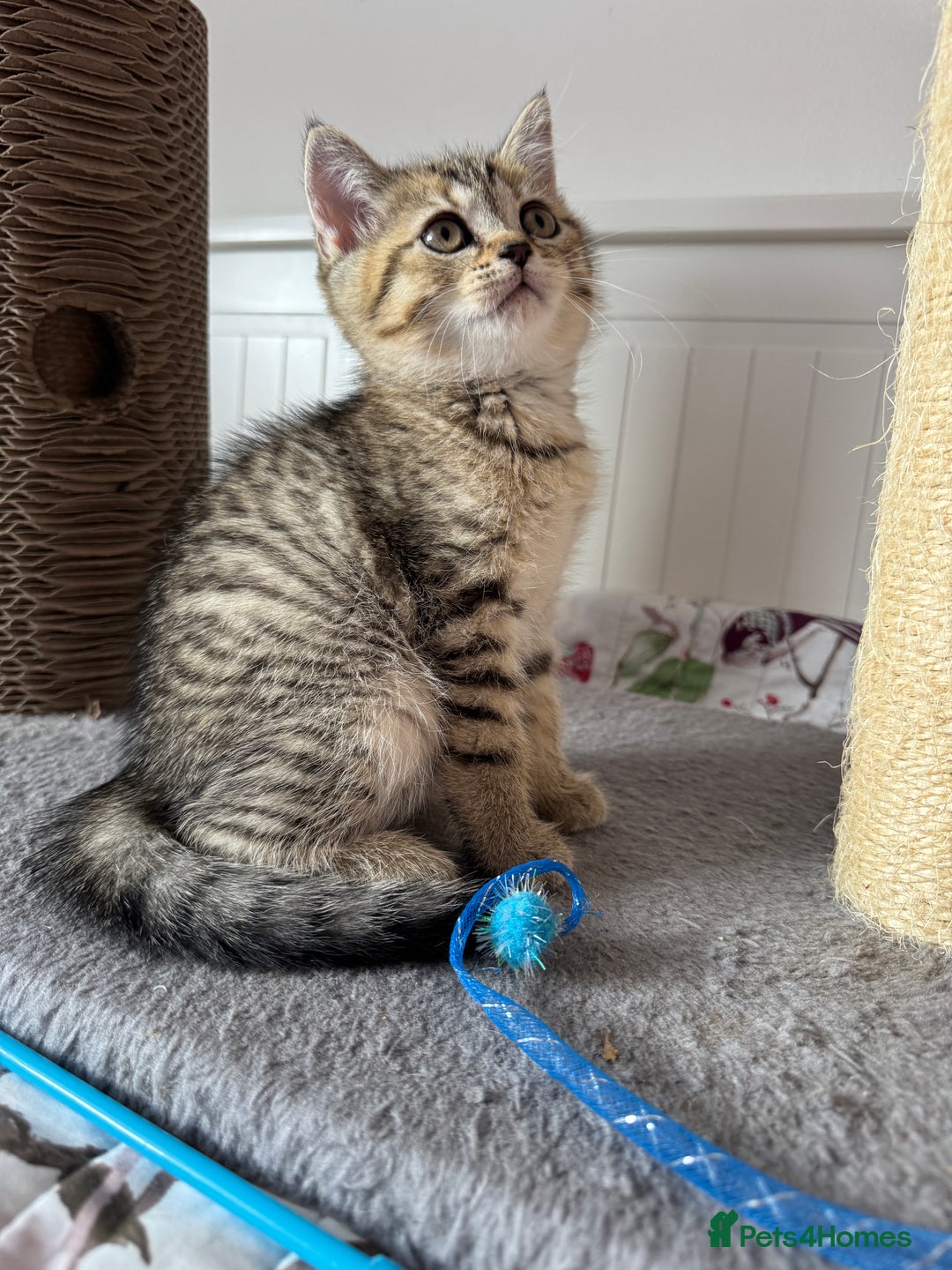 British Shorthair cats for sale: 5 Adorable British Shorthair Kittens - Image 34