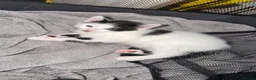 Mixed Breed cats for sale: Beautiful Long-Haired Crossbreed Kittens  - Advert 11