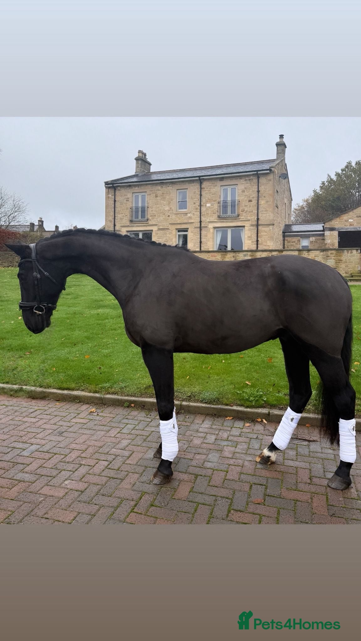 Danish Warmblood horses Jazz gelding with a definite future in dressage - Advert 7