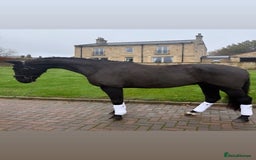 Danish Warmblood horses for sale: Jazz gelding with a definite future in dressage - Advert 1