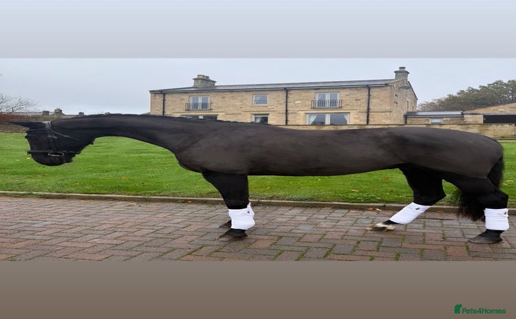 Danish Warmblood horses Jazz gelding with a definite future in dressage - Advert 1