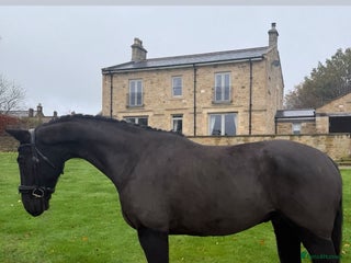 Danish Warmblood horses Jazz gelding with a definite future in dressage - Advert 2