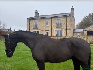 Danish Warmblood horses Jazz gelding with a definite future in dressage - Advert 2