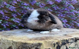 Mini Lop rabbits for sale: Mini Lop - Image 2