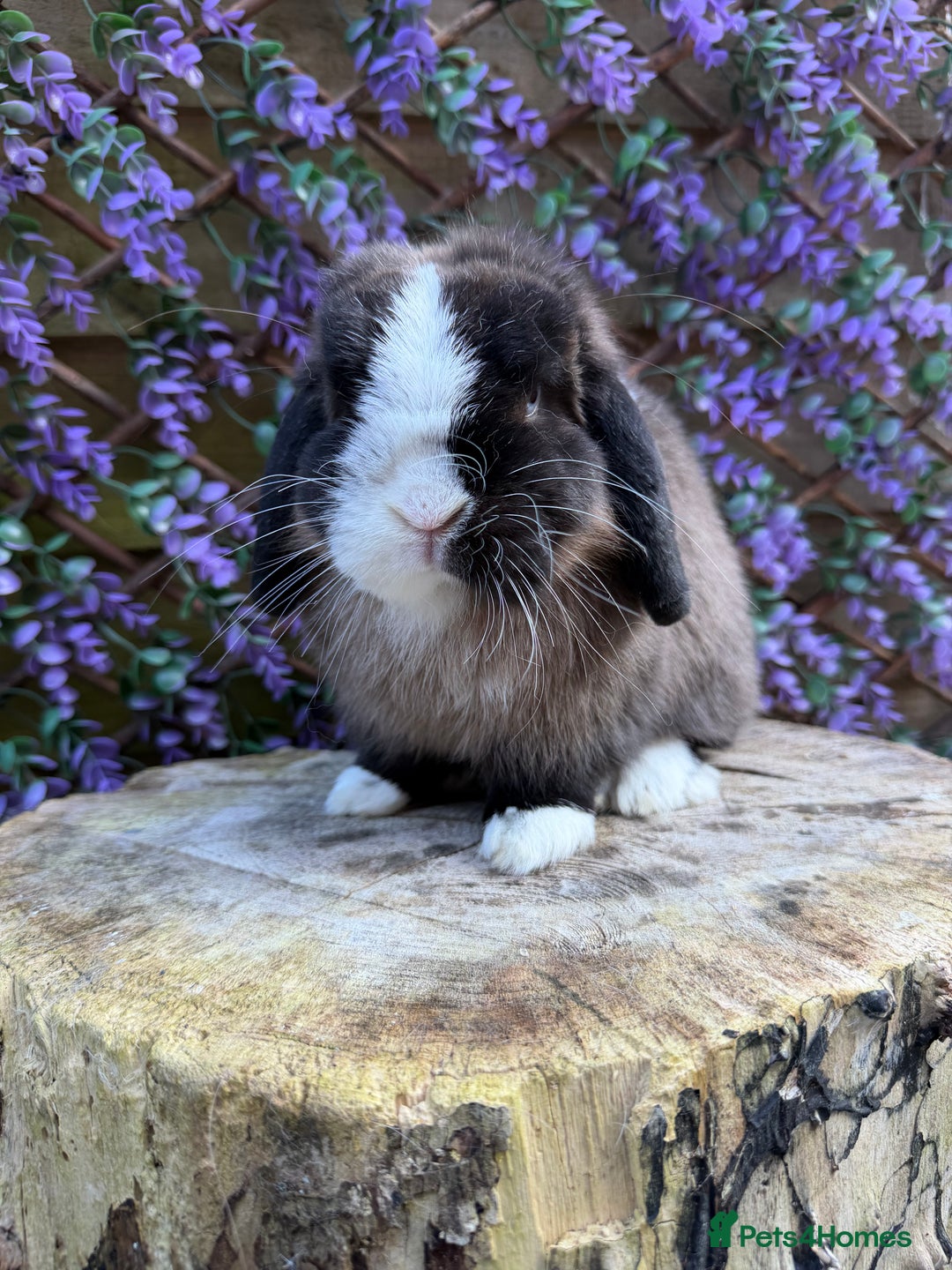 Mini Lop rabbits for sale: Mini Lop - Image 2