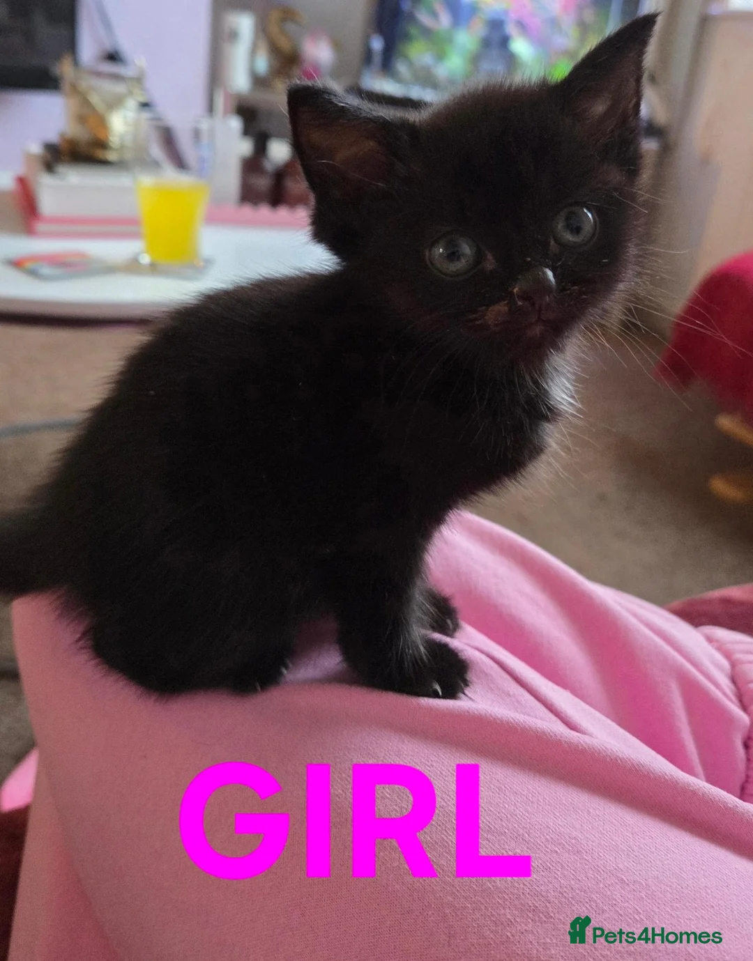 Mixed Breed cats for sale: 2 Beautiful Kittens ready for their forever home - Advert 2