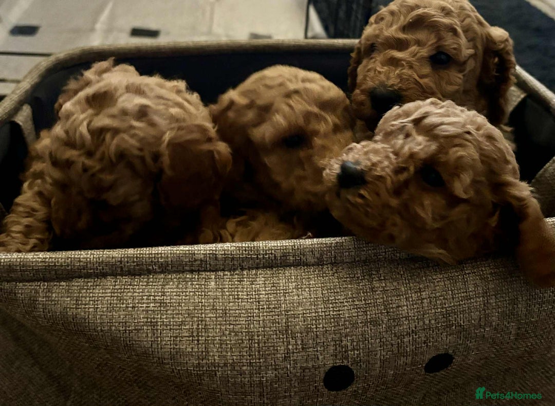 Cockapoo dogs for sale: F1 cockapoo  - Advert 10