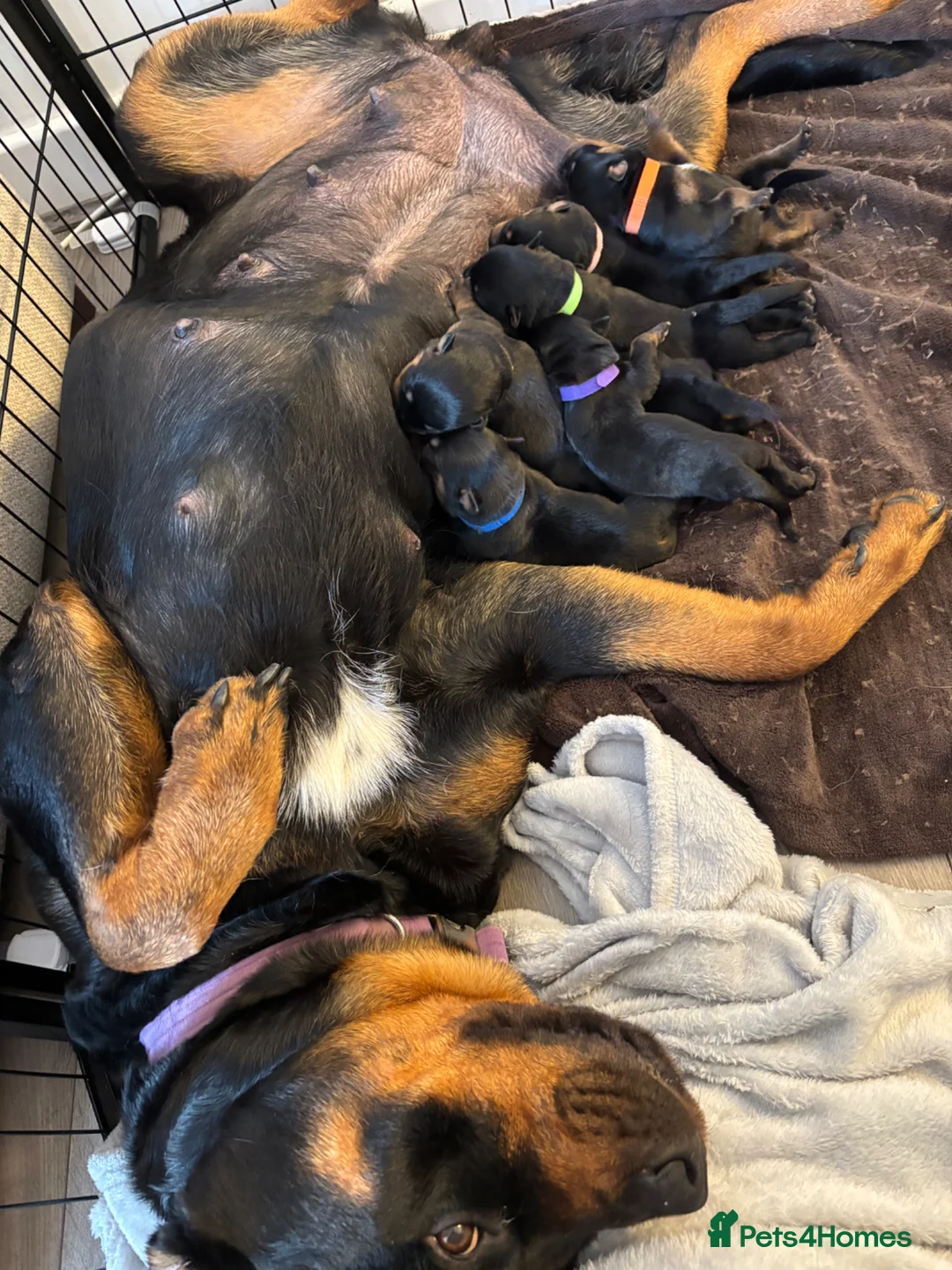 Rottweiler dogs for sale: Rottweiler Puppies - Advert 2