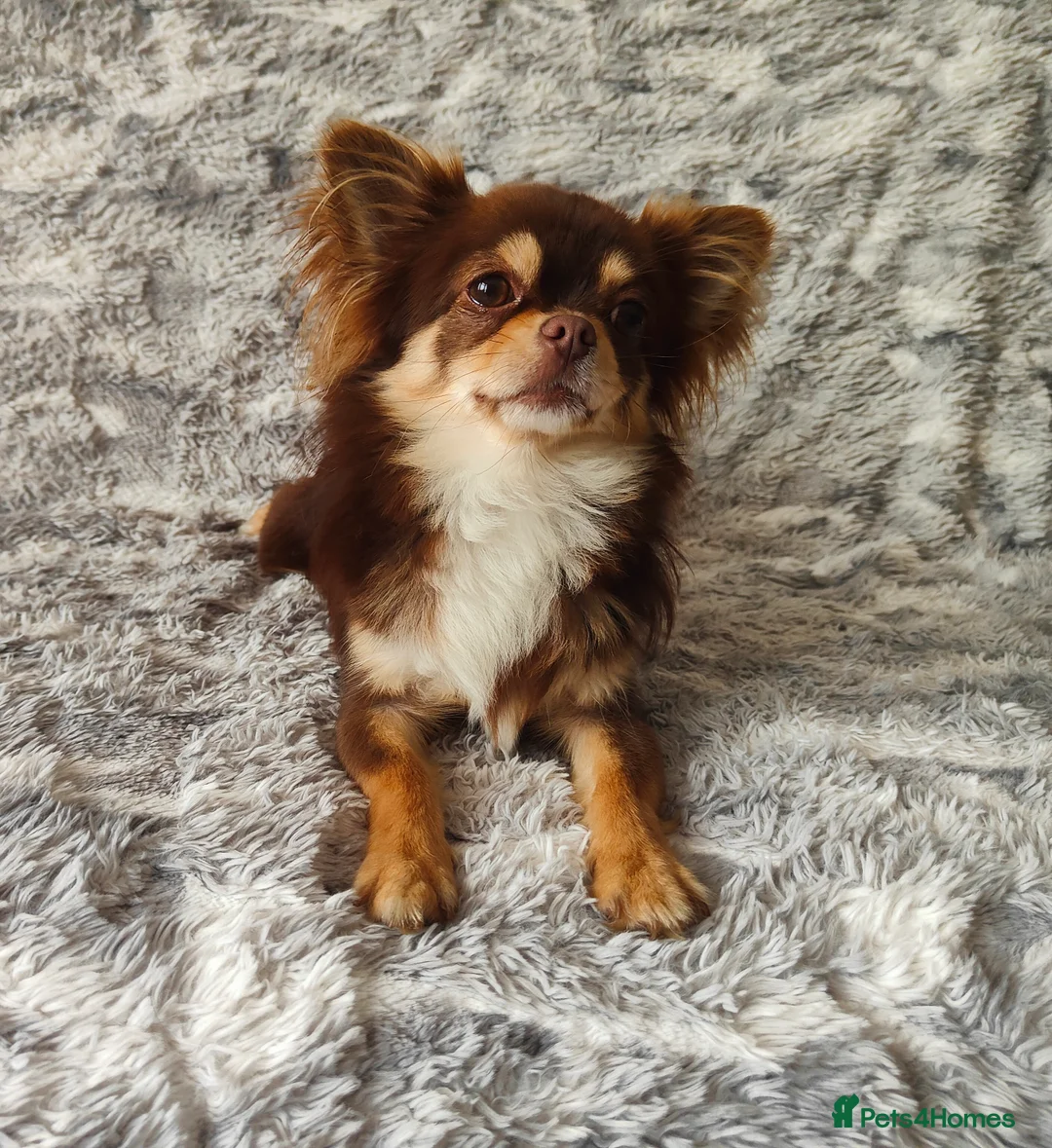 Chihuahua dogs for stud: STUD: Long Coat Chocolate Boy in Aldershot - Advert 10