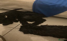 Cavapoo dogs for sale: REDUCED Black/Red Cavapoo therapy pups for sale  - Image 21