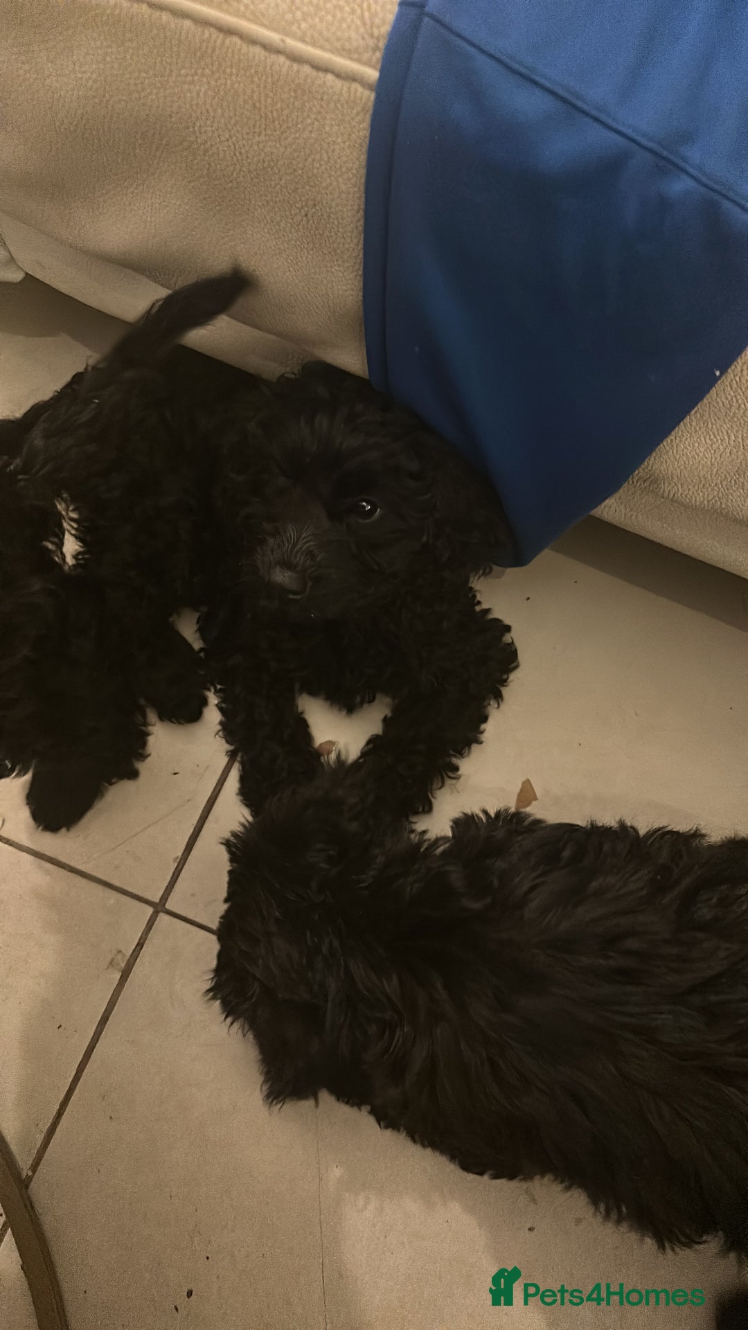 Cavapoo dogs for sale: REDUCED Black/Red Cavapoo therapy pups for sale  - Image 21