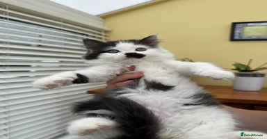 Maine Coon cats - Advert 4