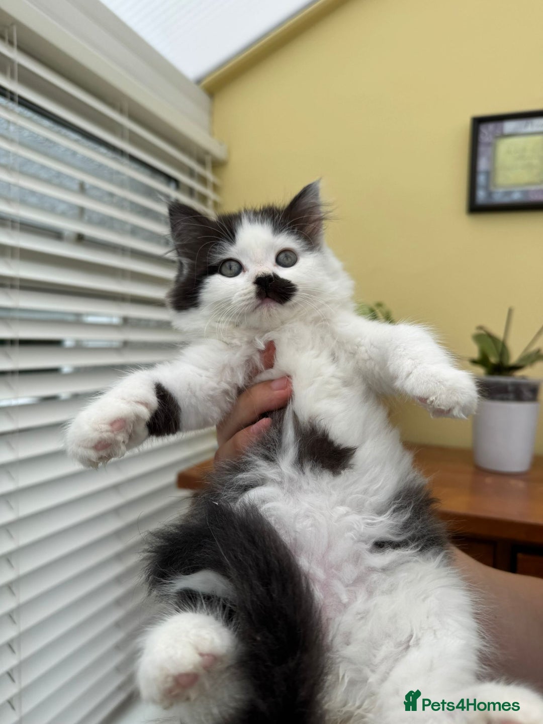 Maine Coon cats for sale: Maine coon xxx - Image 3