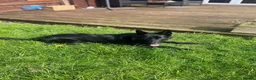 German Shepherd dogs for stud: zeus :) - Advert 1