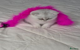 British Shorthair cats for sale: British shothair sinshil kittens  - Image 3