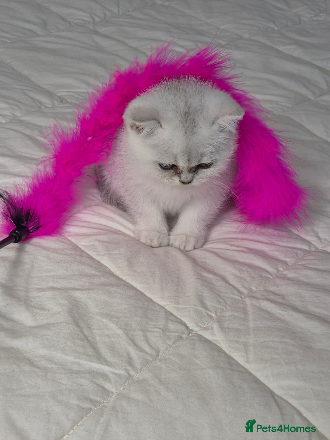 British Shorthair cats for sale: British shothair sinshil kittens  - Image 3