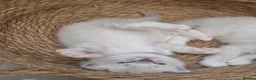 Ragdoll cats for sale: Ragdoll kittens DNA tested  - Advert 4