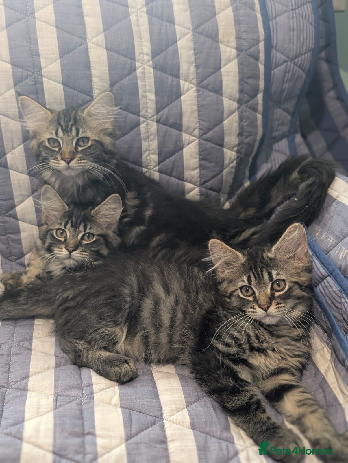 Maine Coon cats 4 x Maine coone x ragdoll kittens  - Advert 2