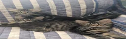 Maine Coon cats for sale: 4 x Maine coone x ragdoll kittens  - Advert 2
