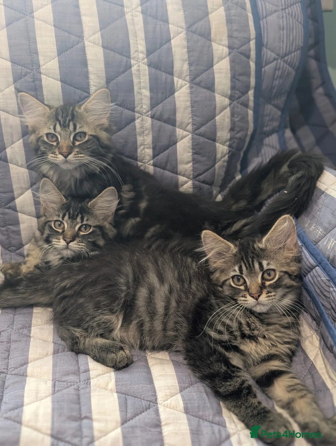 Maine Coon cats for sale: 4 x Maine coone x ragdoll kittens  - Advert 2