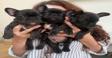 French Bulldog dogs - Advert 13