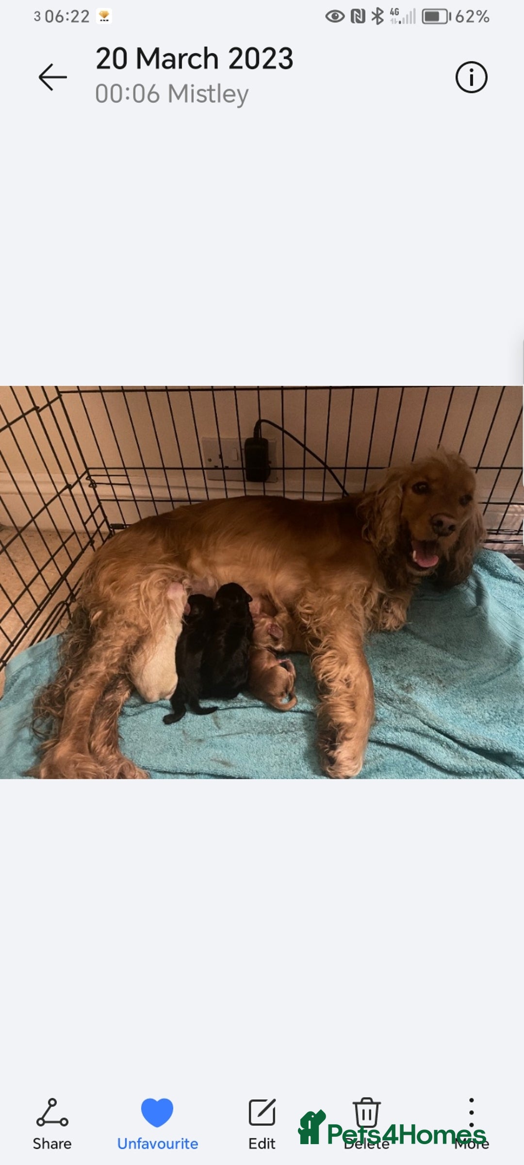 Cocker Spaniel dogs for sale: Last puppy left  - Image 4