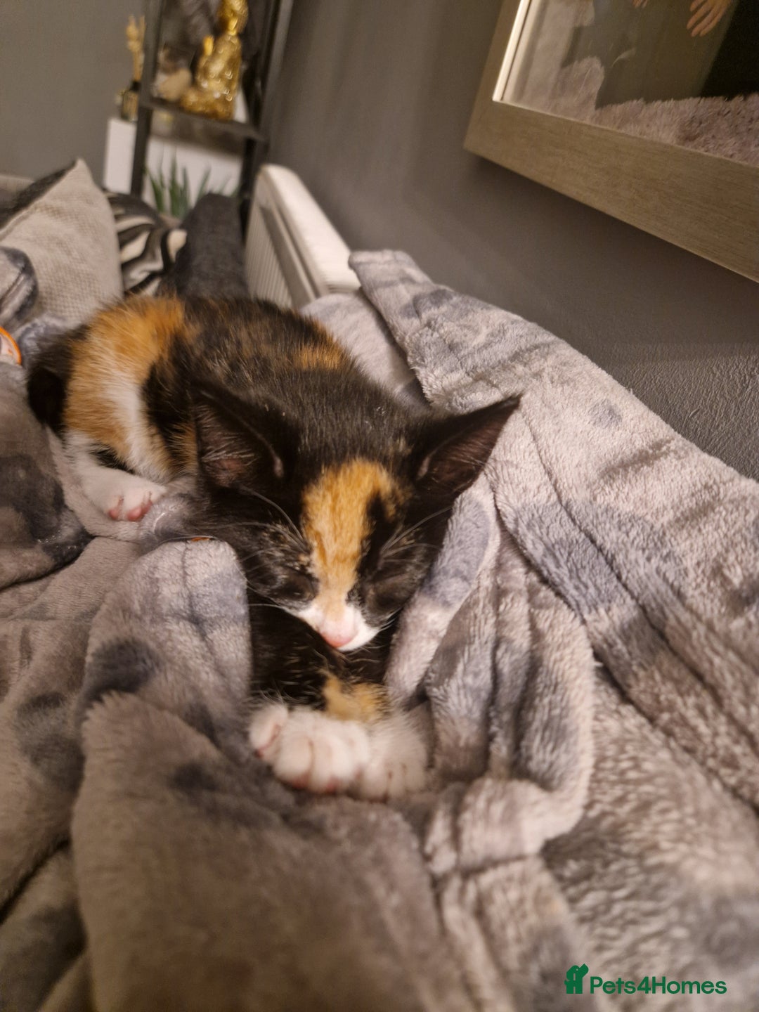 Mixed Breed cats for sale: Gorgeous calico kitten.. please read description  - Image 5