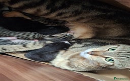 Mixed Breed cats for sale: Female kitten  - Image 3