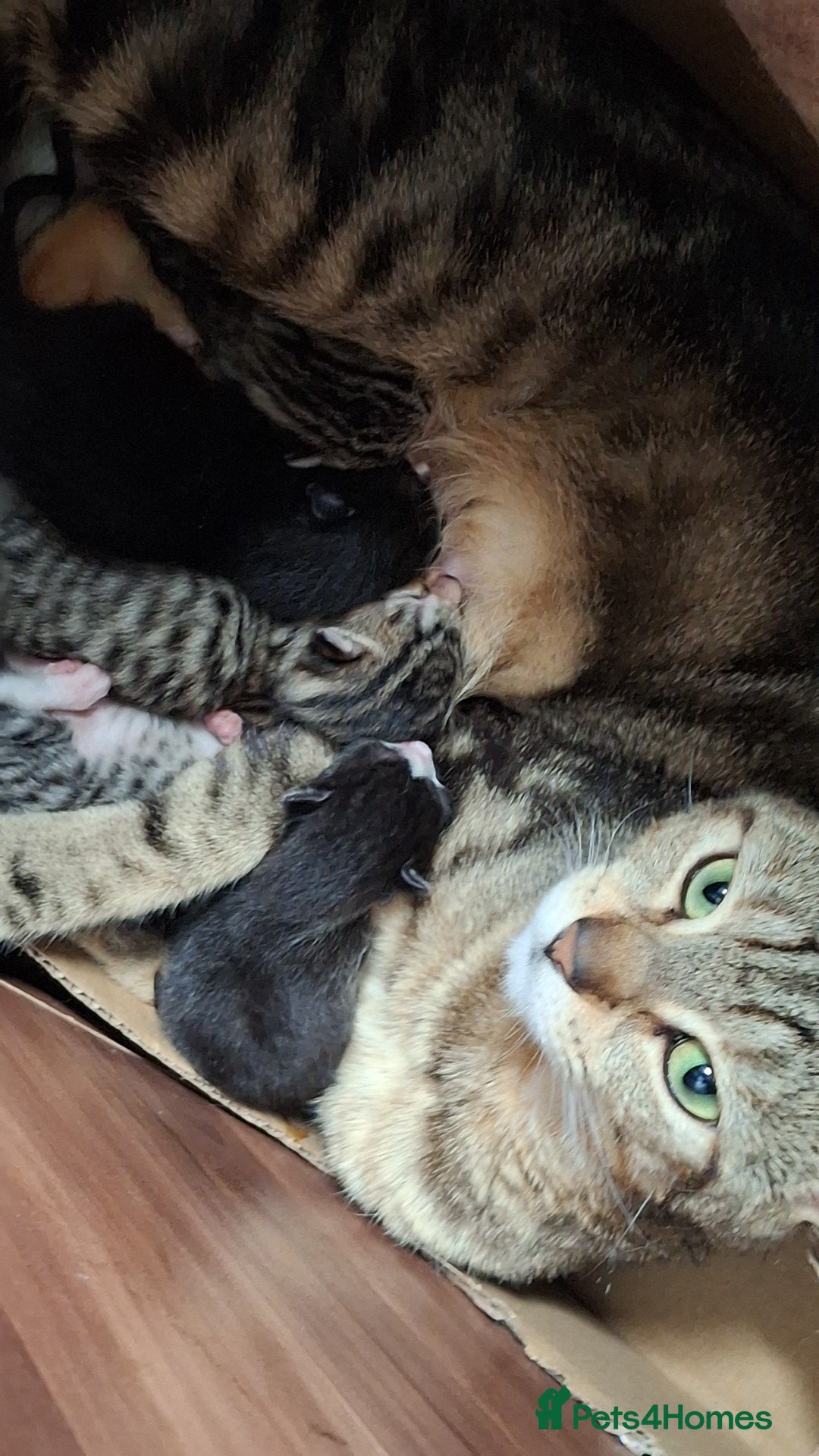 Mixed Breed cats for sale: Female kitten  - Image 3