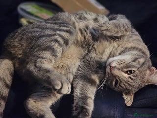 Siamese cats Male Siamese/Bengal Cross - Advert 2