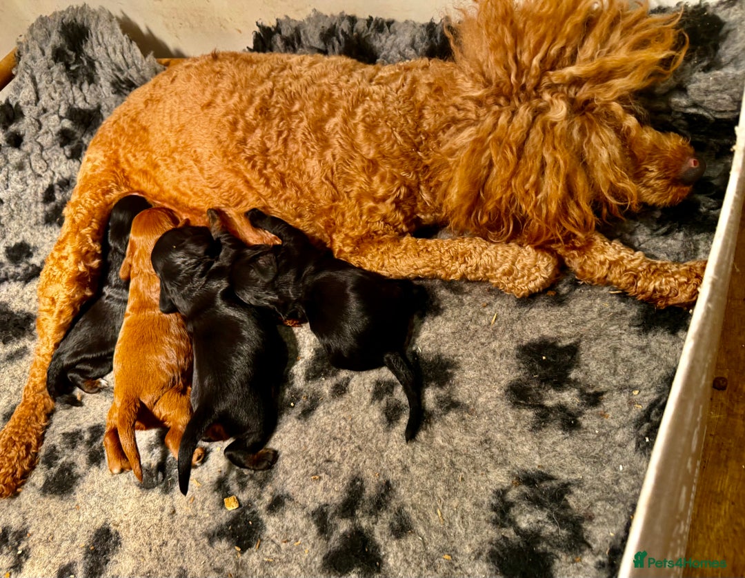 Cavapoo dogs for sale: Top quality F1 Cavapoo puppies - Advert 2