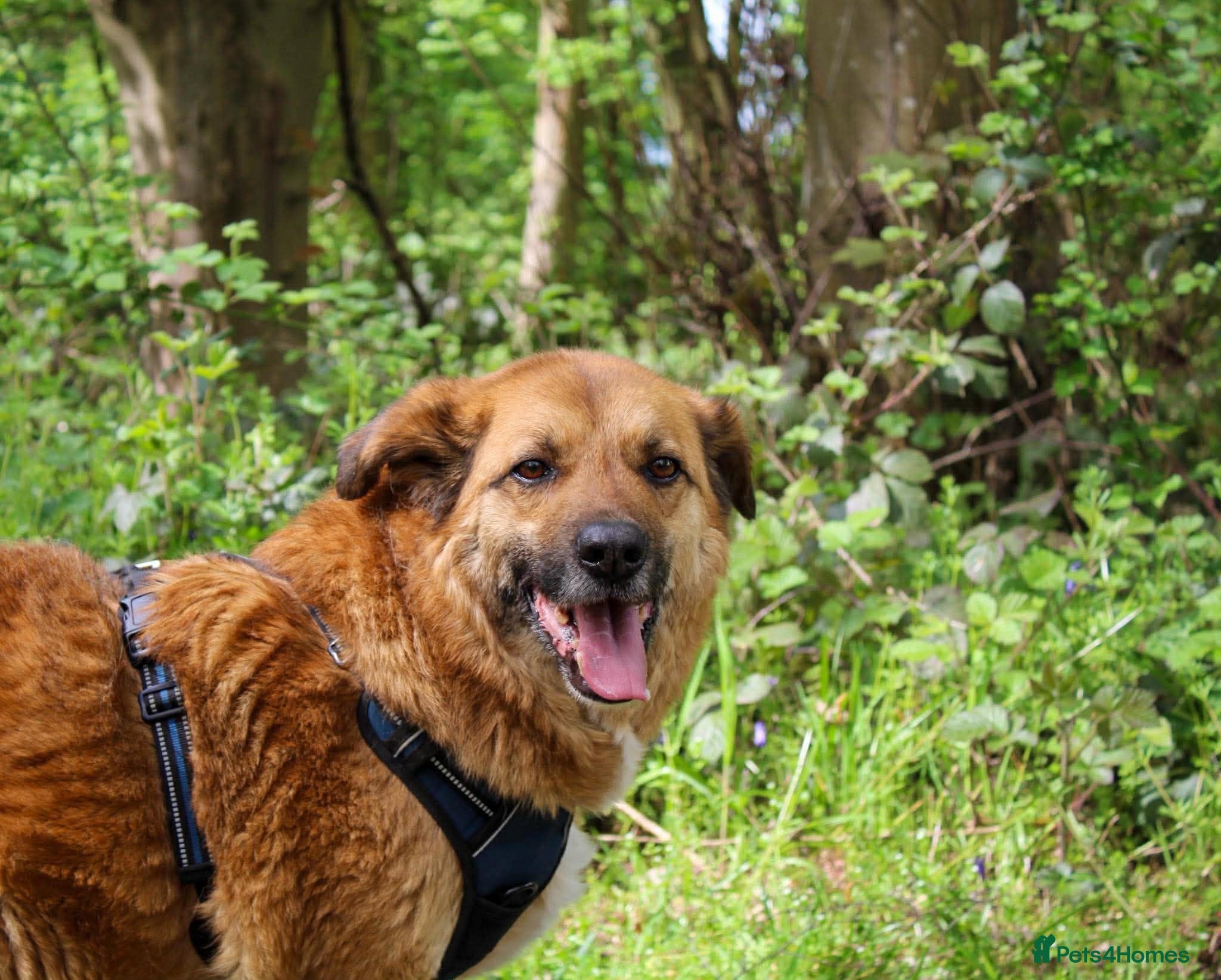 Mixed Breed dogs Aladdin needs a loving home - Advert 1