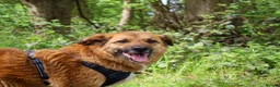 Mixed Breed dogs for adoption: Aladdin needs a loving home - Advert 1