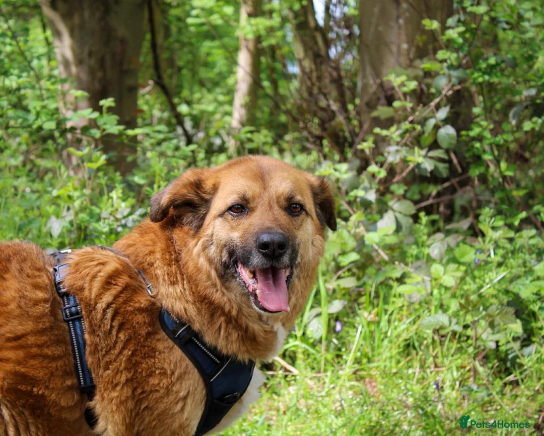 Mixed Breed dogs for adoption: Aladdin needs a loving home - Advert 1