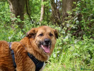 Mixed Breed dogs Aladdin needs a loving home - Advert 5