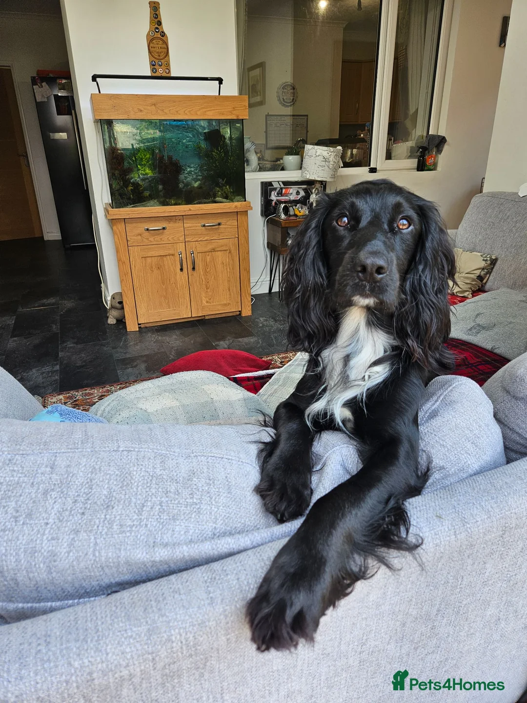 Cocker Spaniel dogs for stud: KC Reg working cocker spaniel STUD - Advert 2