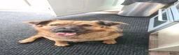 Mixed Breed dogs for sale: Bailey - Advert 13