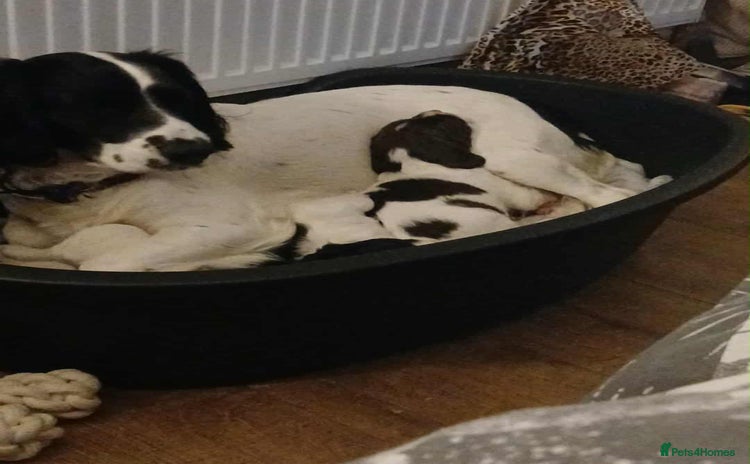 English Springer Spaniel dogs - Advert 1
