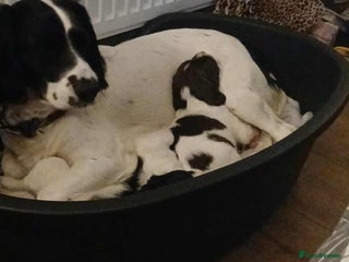 English Springer Spaniel dogs - Advert 8