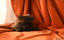 British Longhair cats for sale: 4 British Longhair x Persian Chinchilla Kittens  - Image 8