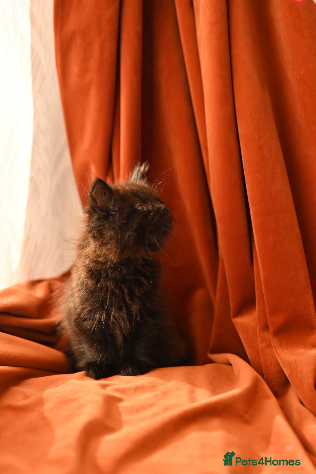 British Longhair cats for sale: 4 British Longhair x Persian Chinchilla Kittens  - Image 8