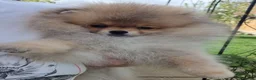 Pomeranian dogs for sale: Luxury Pomeranian puppies for sale!!! - Advert 19